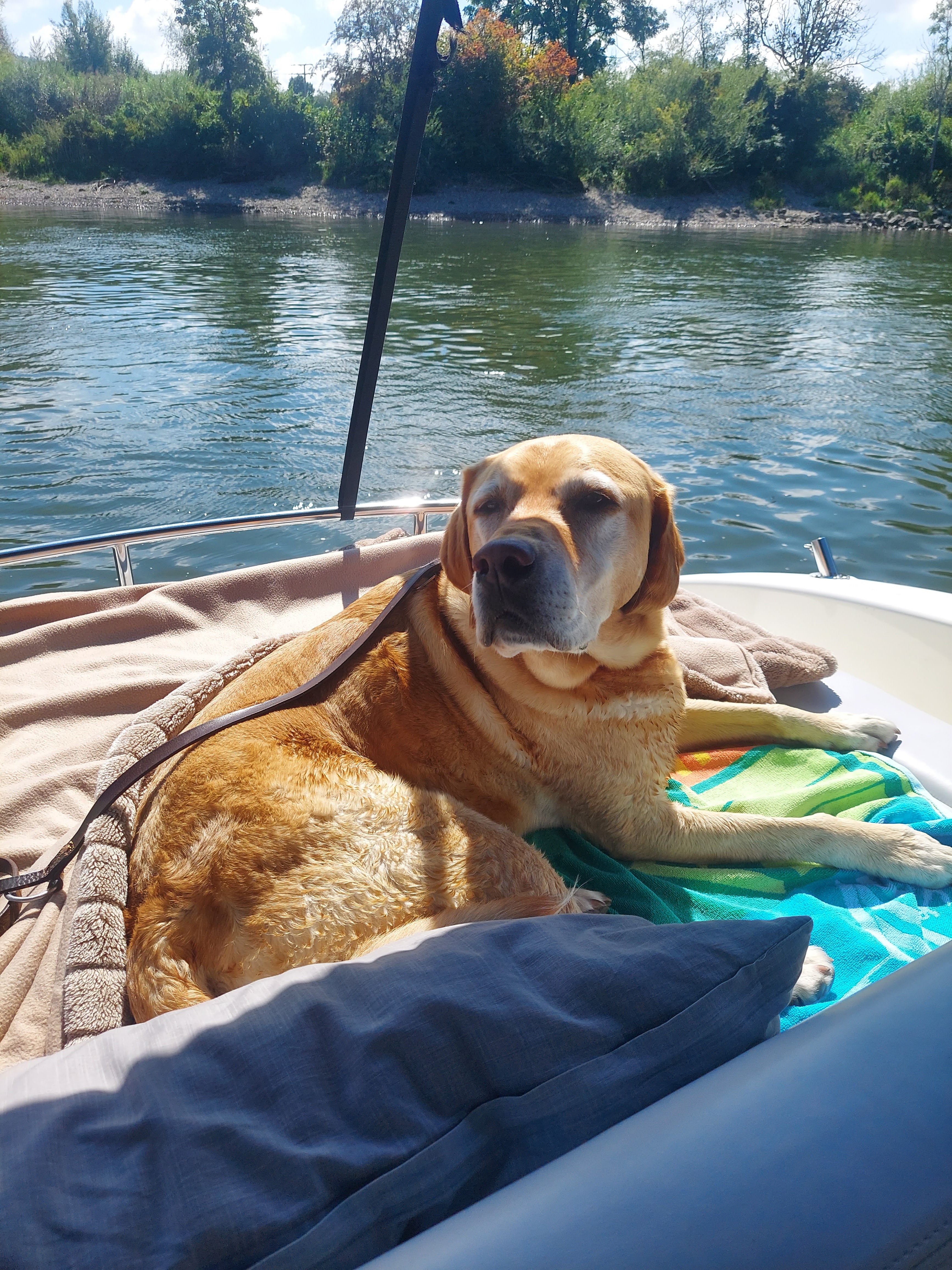 Hund entspannt auf dem Boot