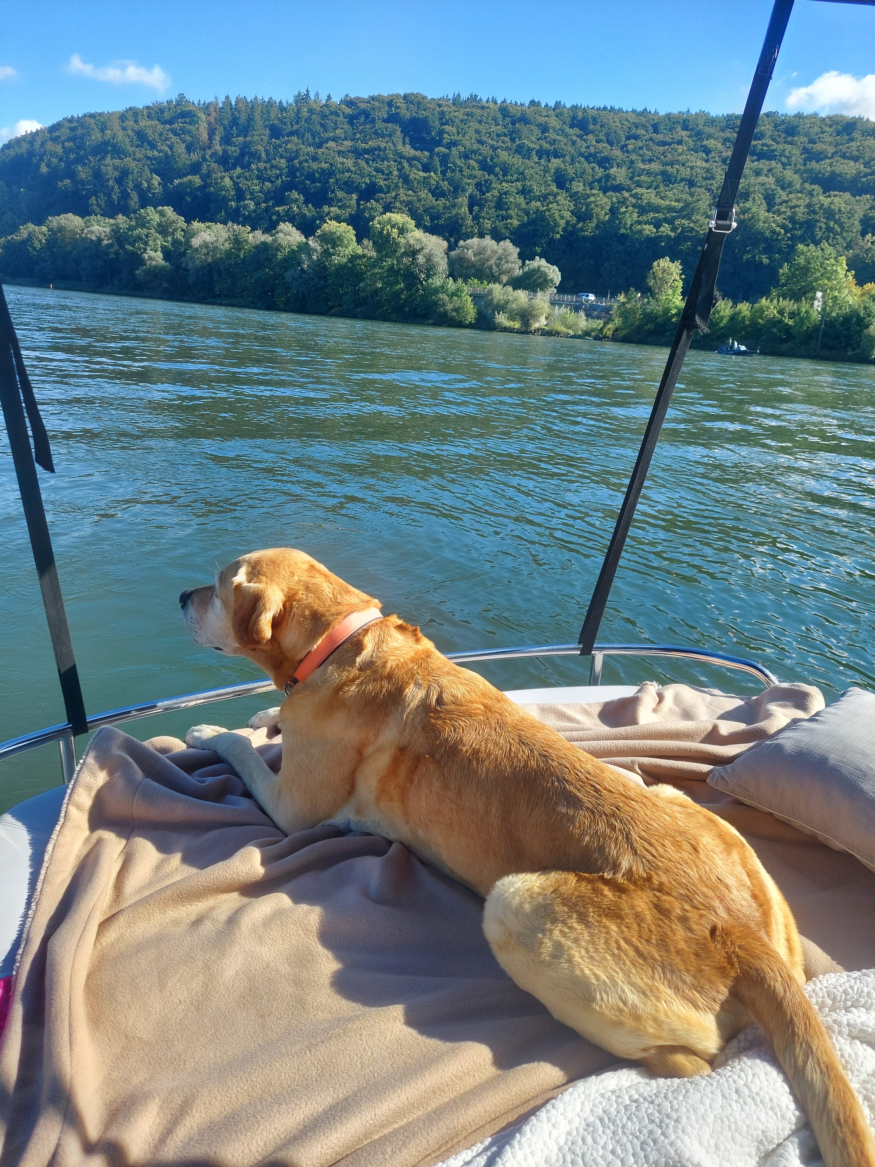 Hund entspannt auf dem Boot