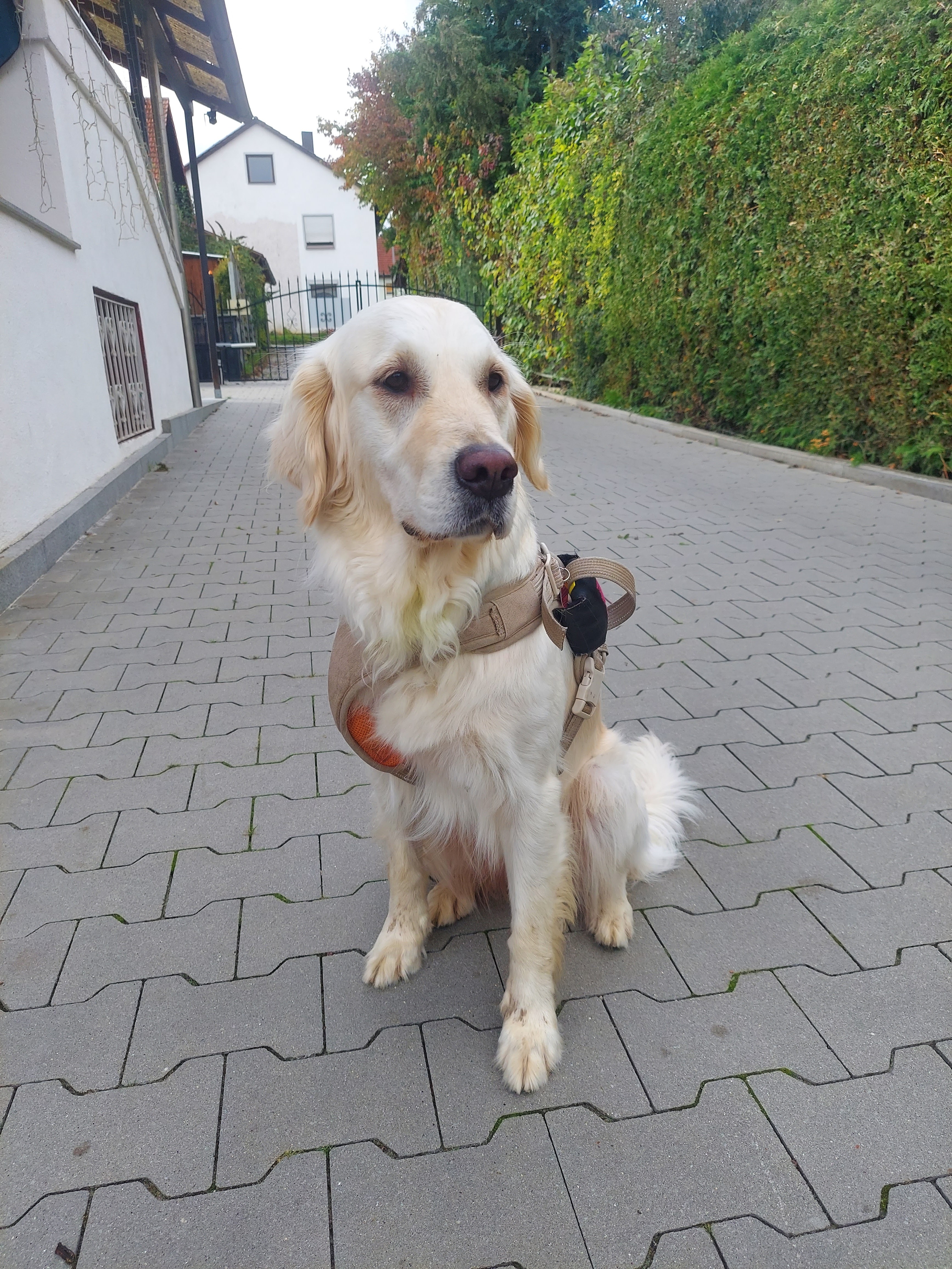 Hund entspannt im Hof