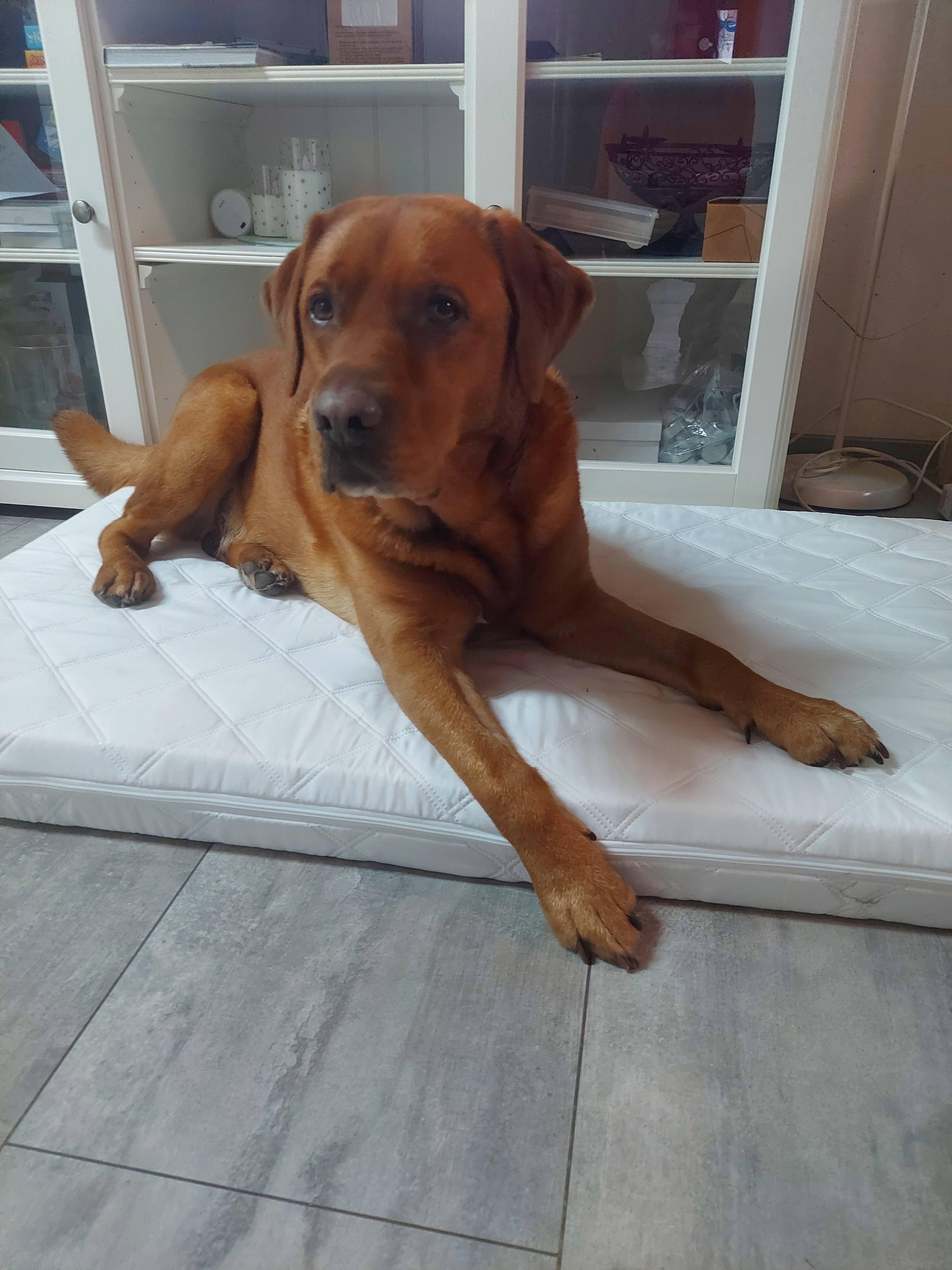 Hund entspannt auf seinem Platz