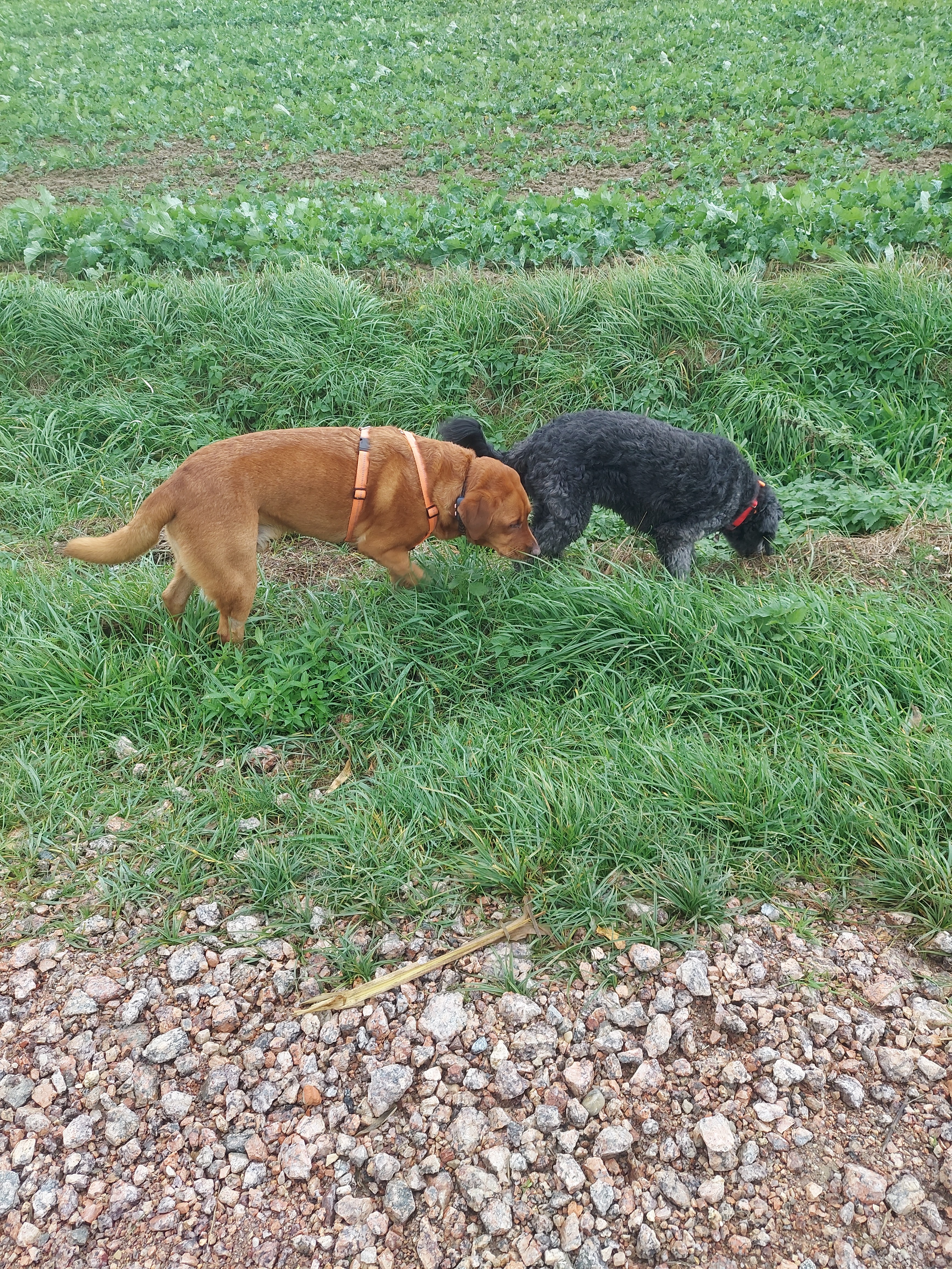 Hunde entspannt beim Gassi
