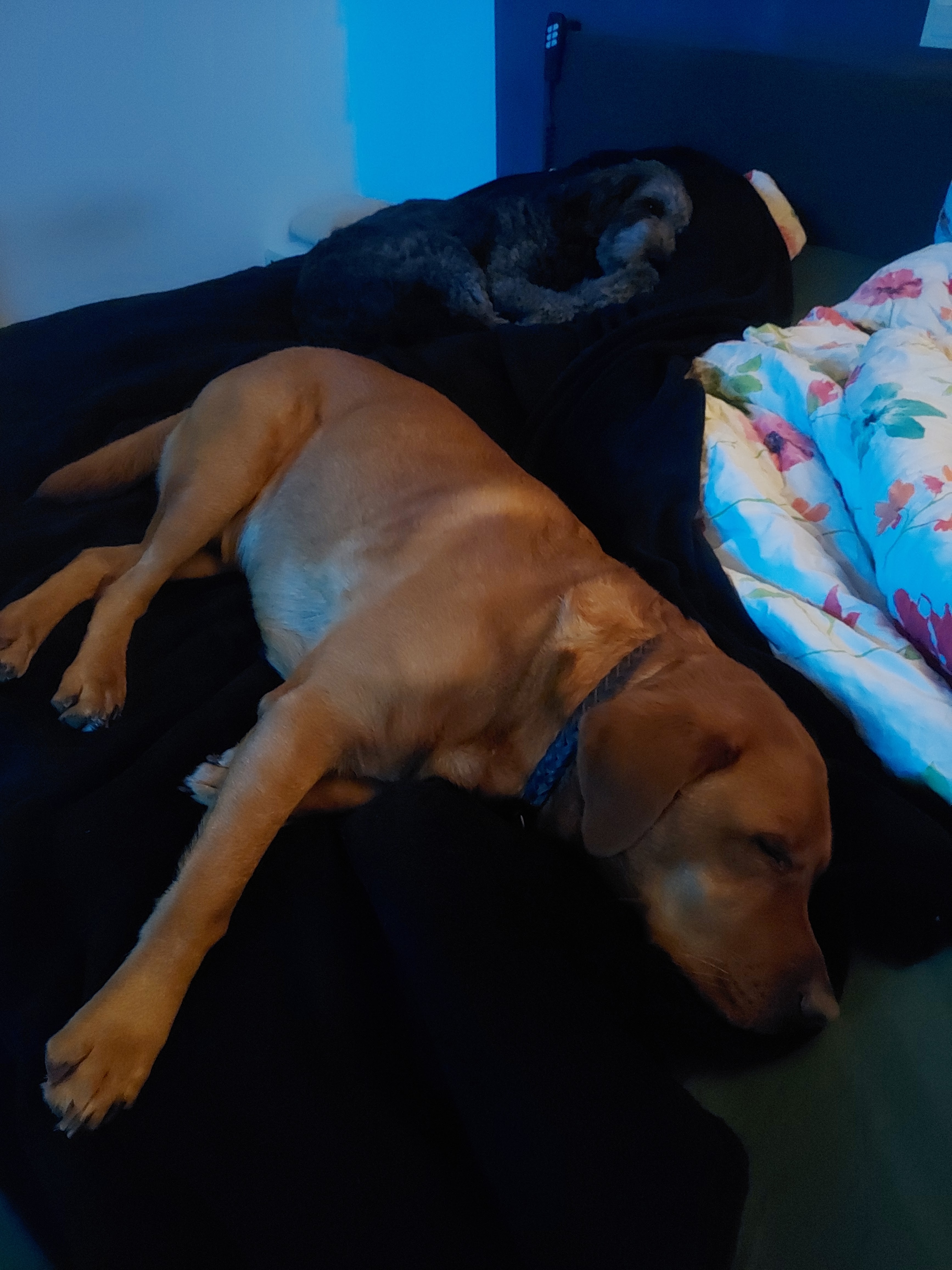 Hund entspannt am Abend