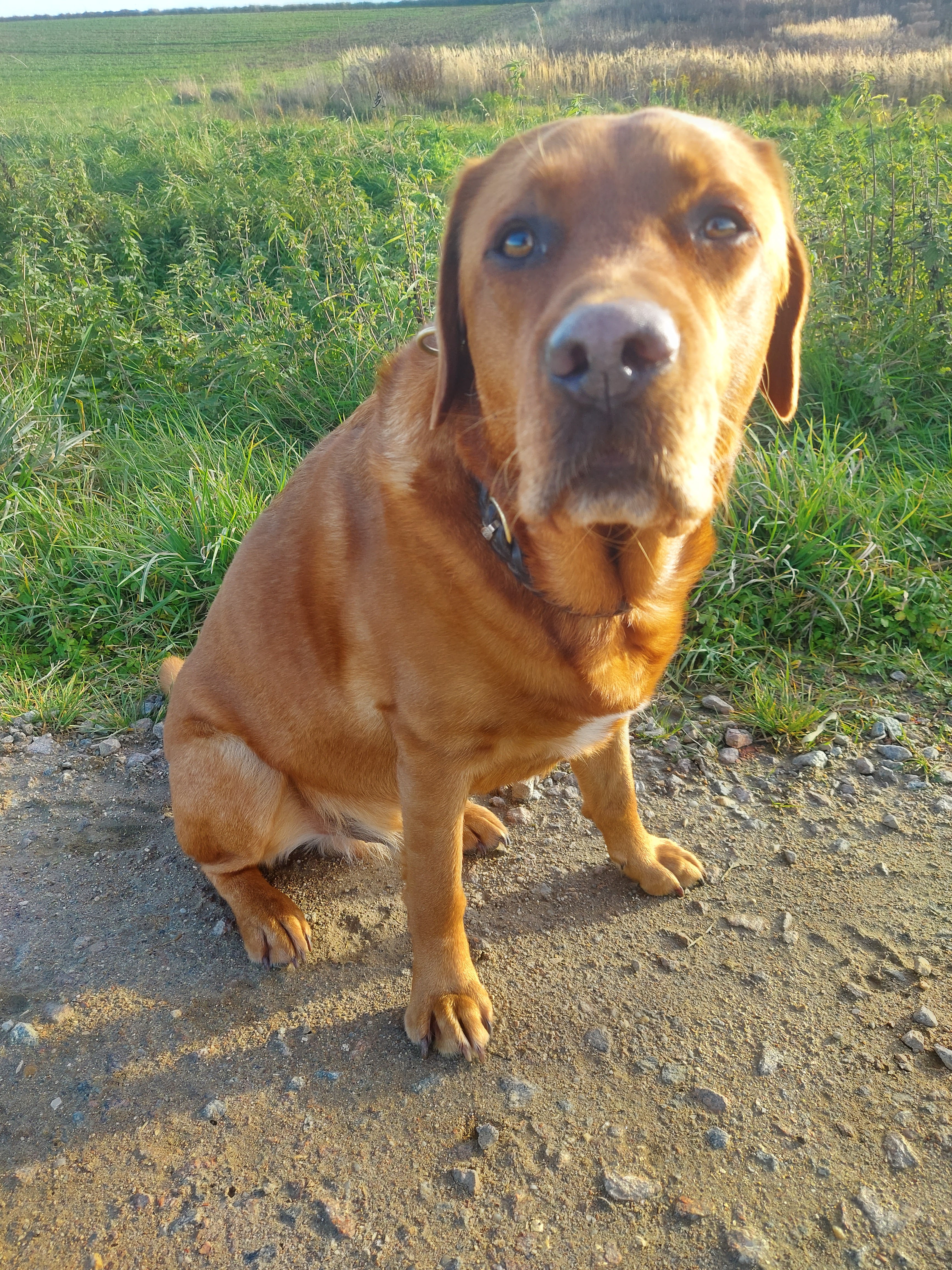 Hund beim Spielen im Garten