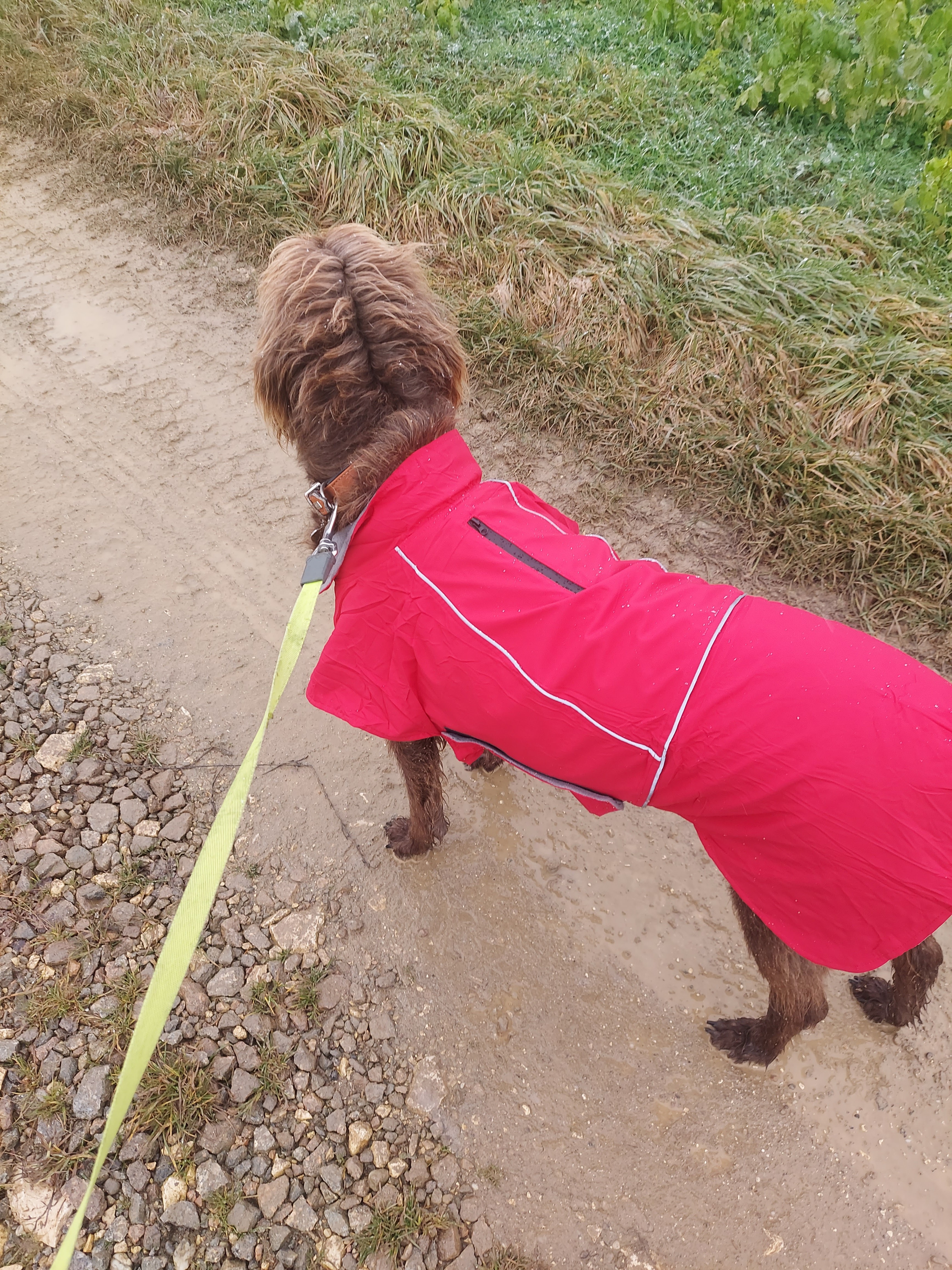 Hund beim Spaziergang