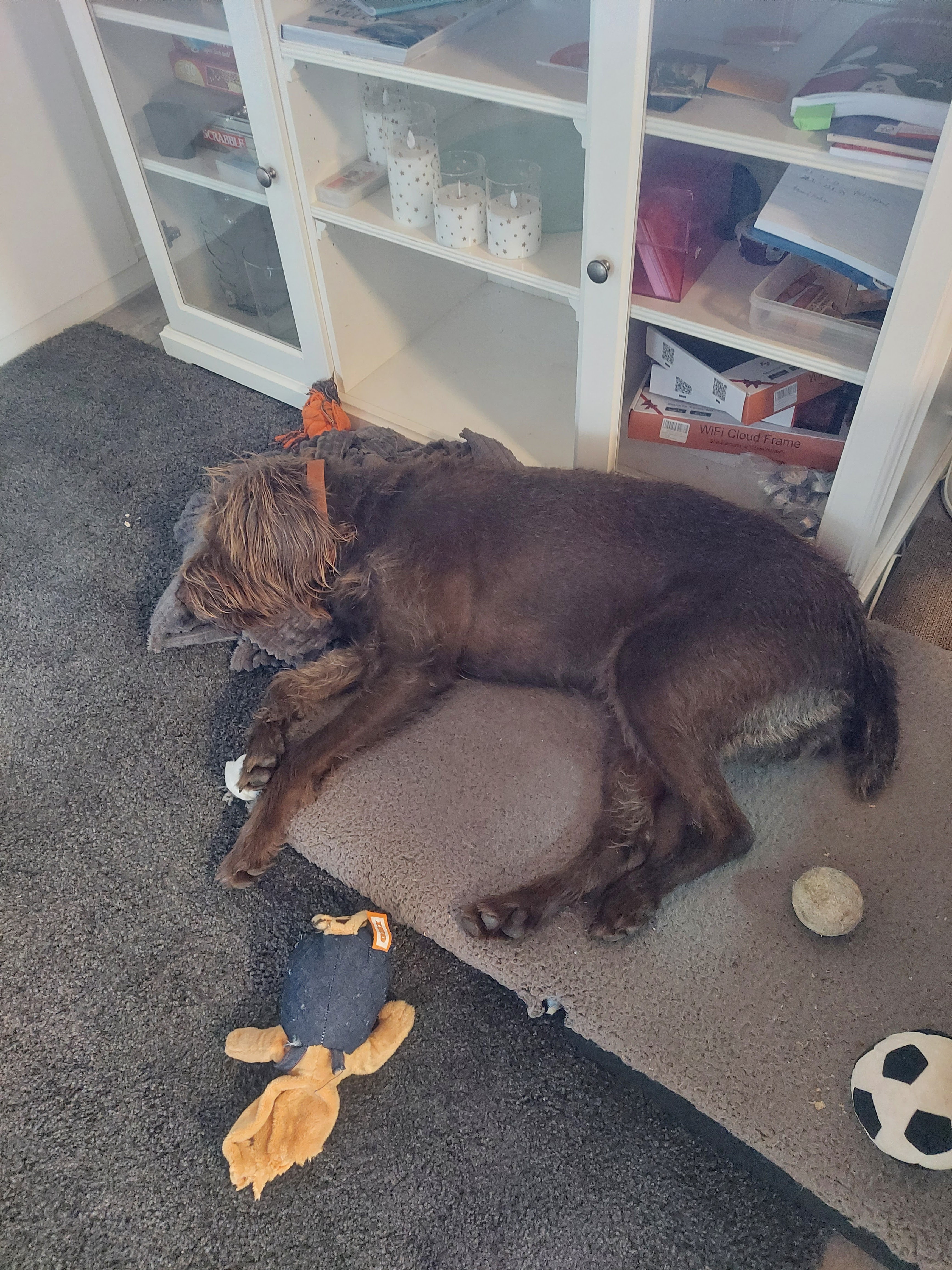Hund entspannt im Alltag