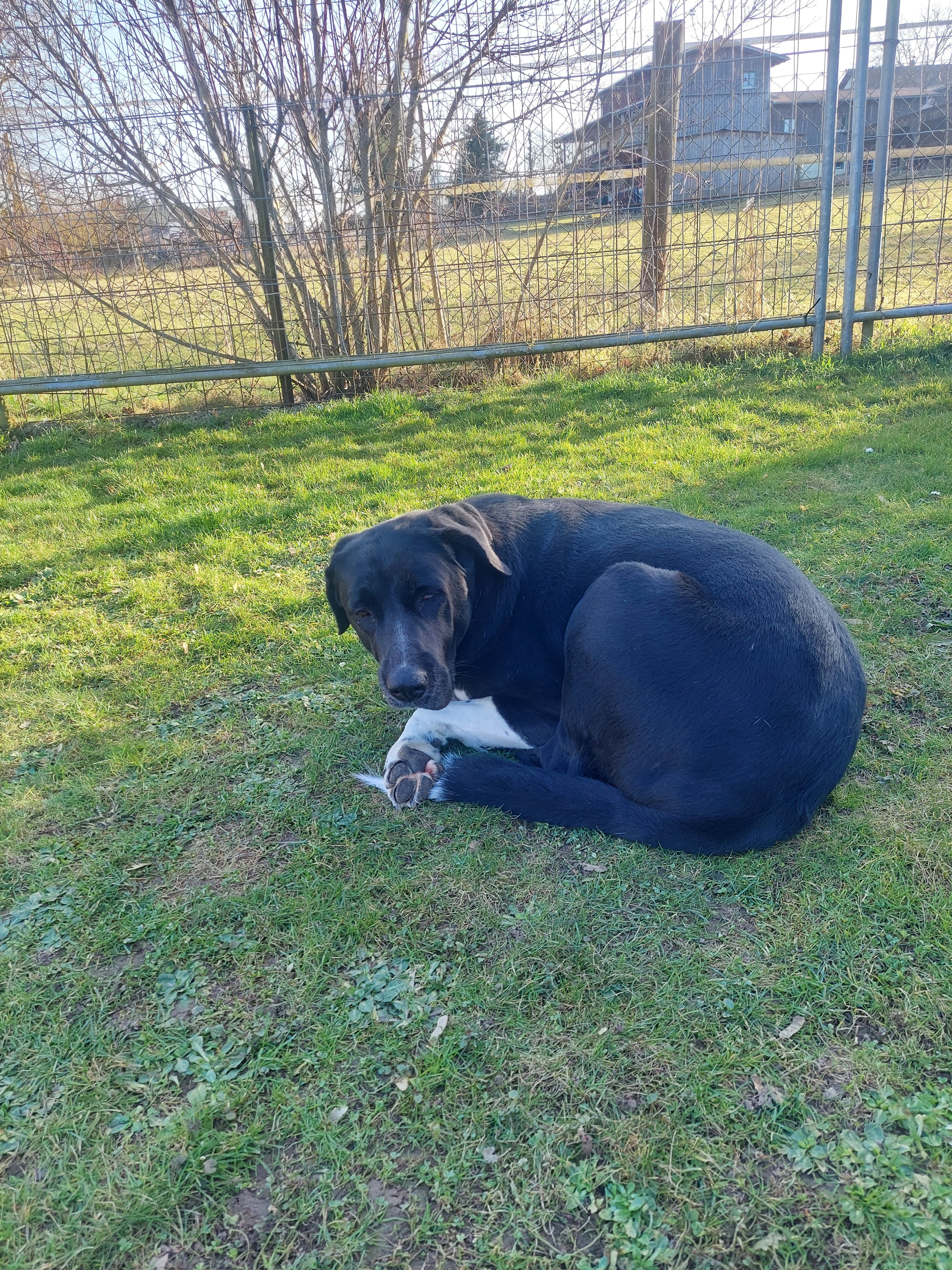 Hund draußen unterwegs