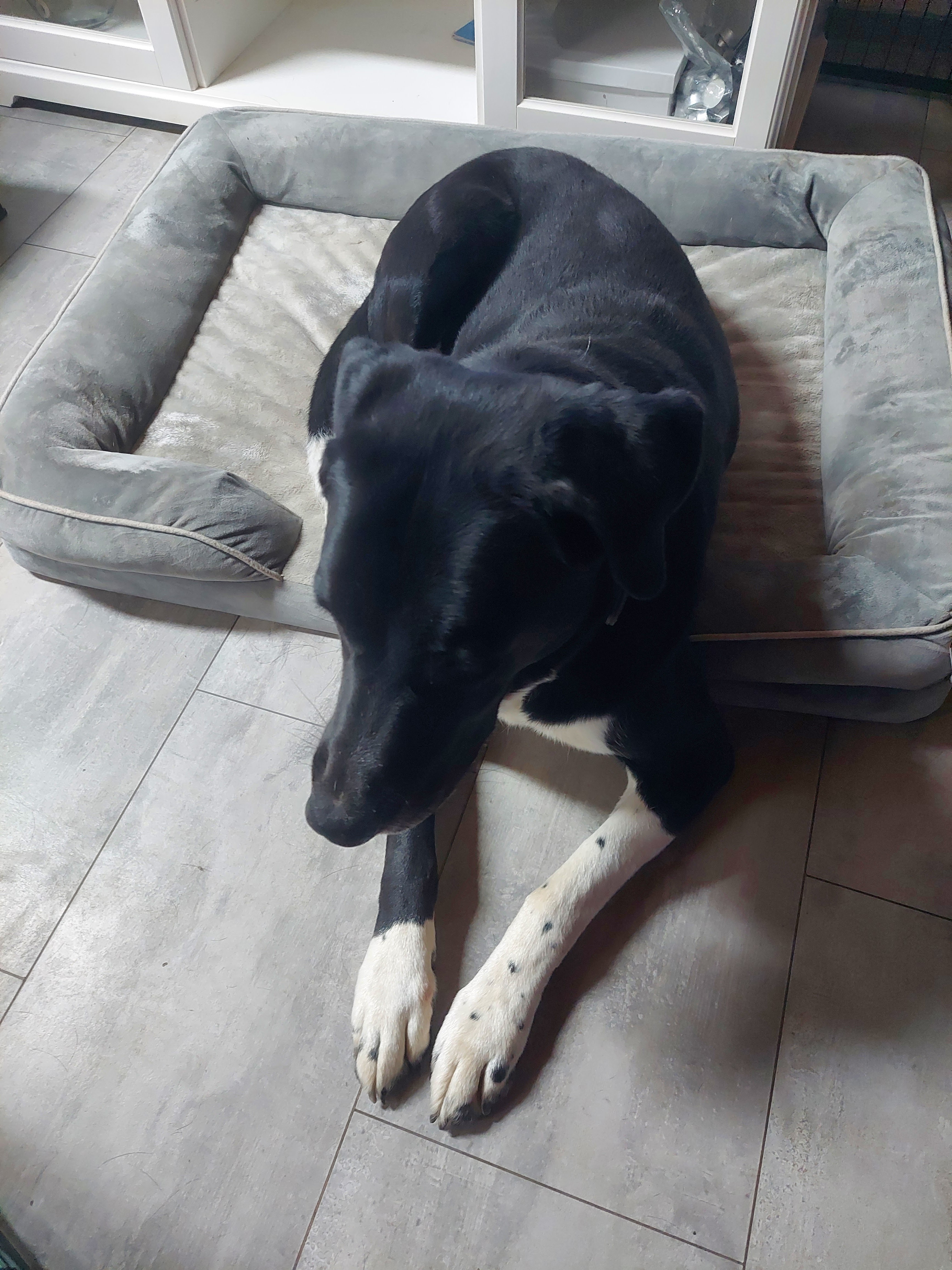 Hund beim Gassi gehen