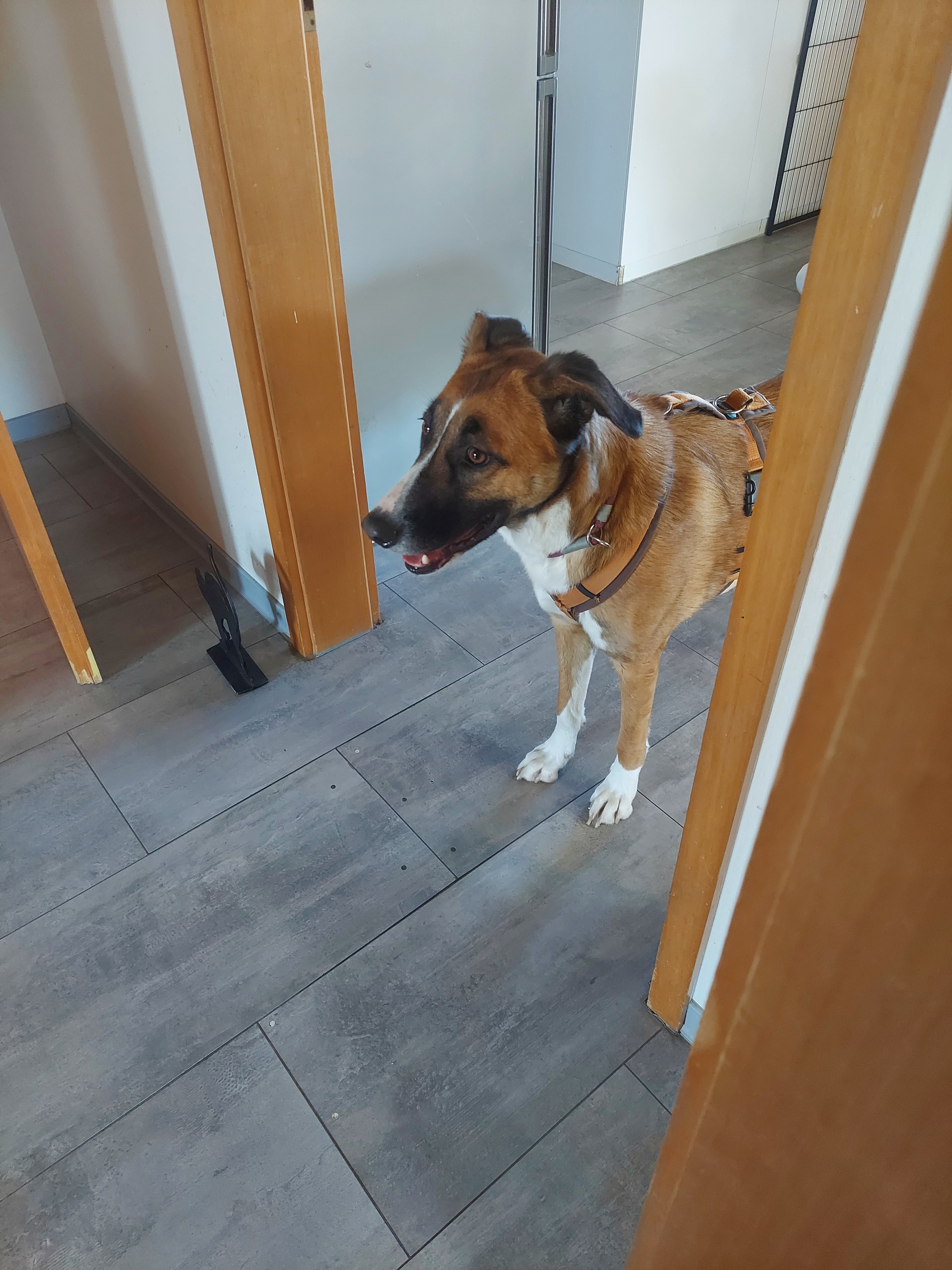 Hund entspannt im Gartenbereich