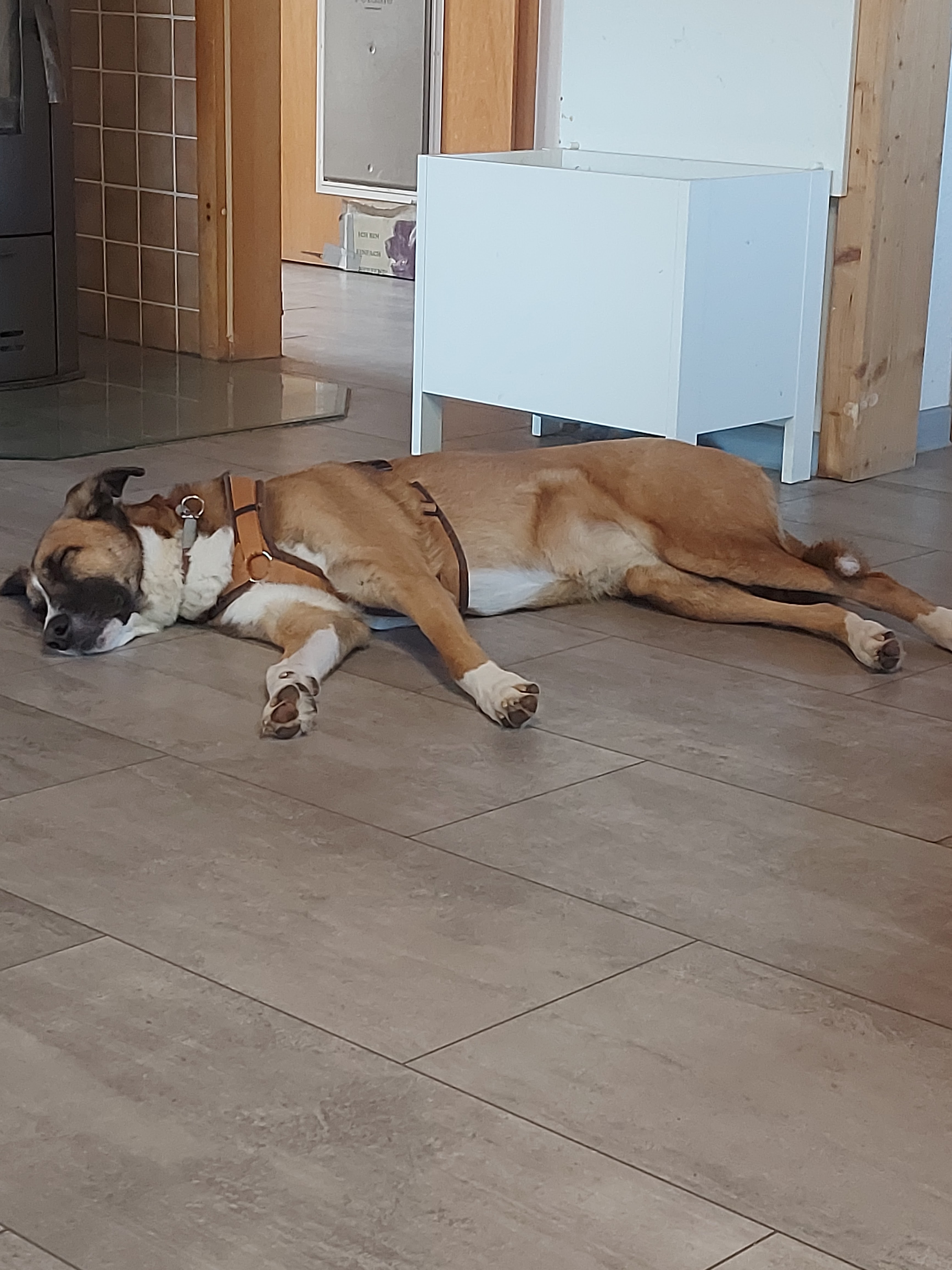 Hund genießt die Betreuung