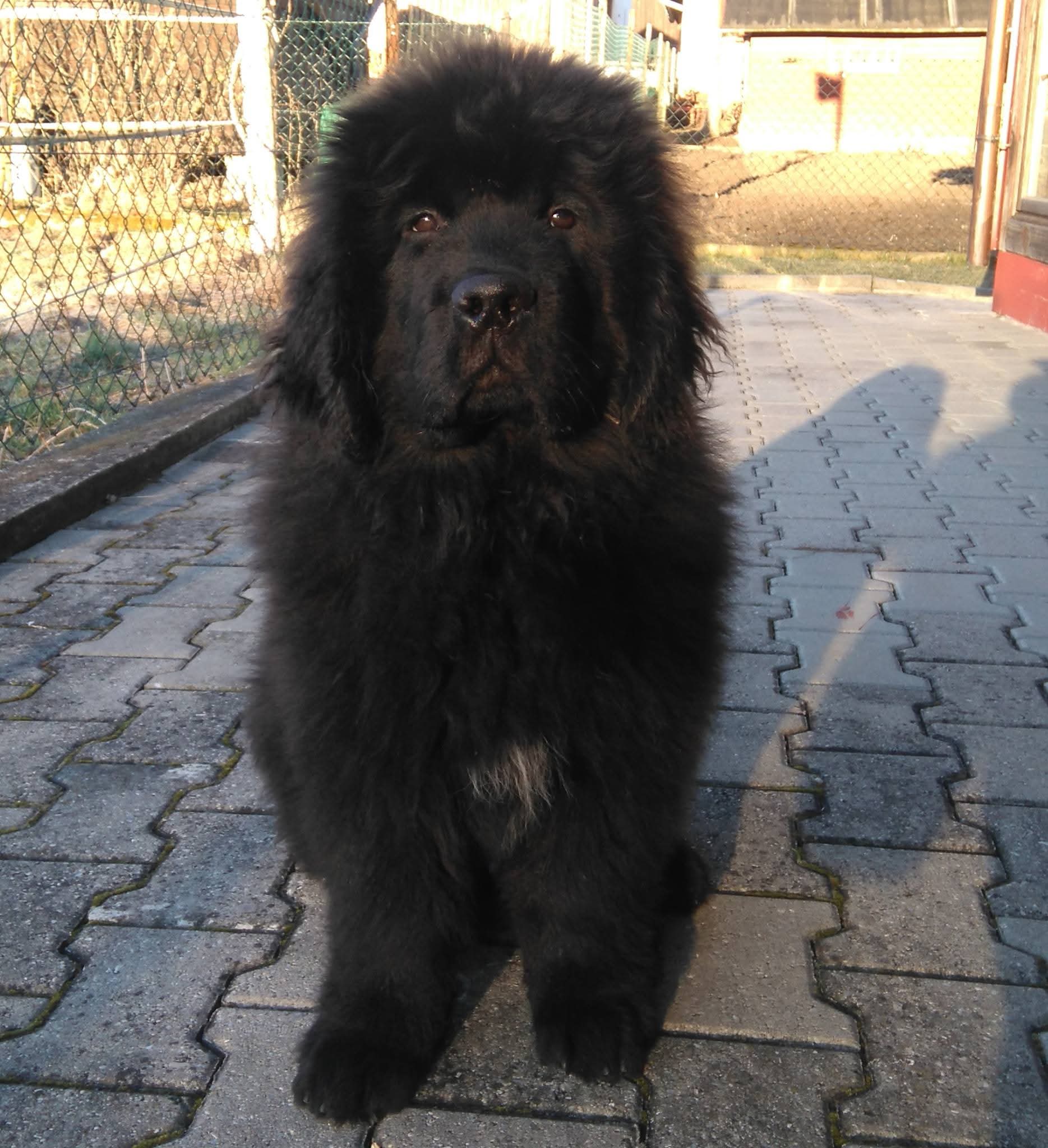 Hund fühlt sich wohl