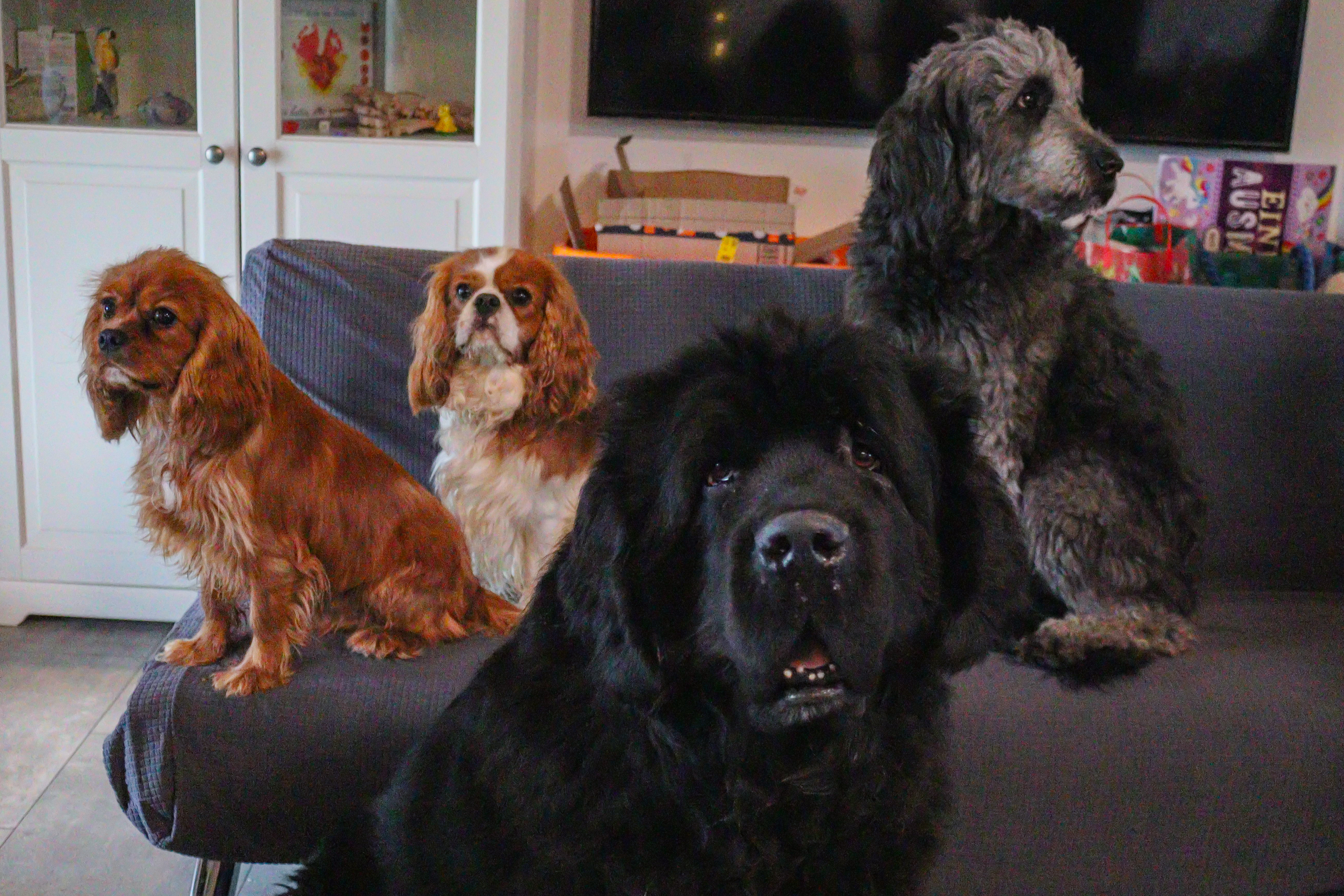 Hund entspannt in der Gruppe