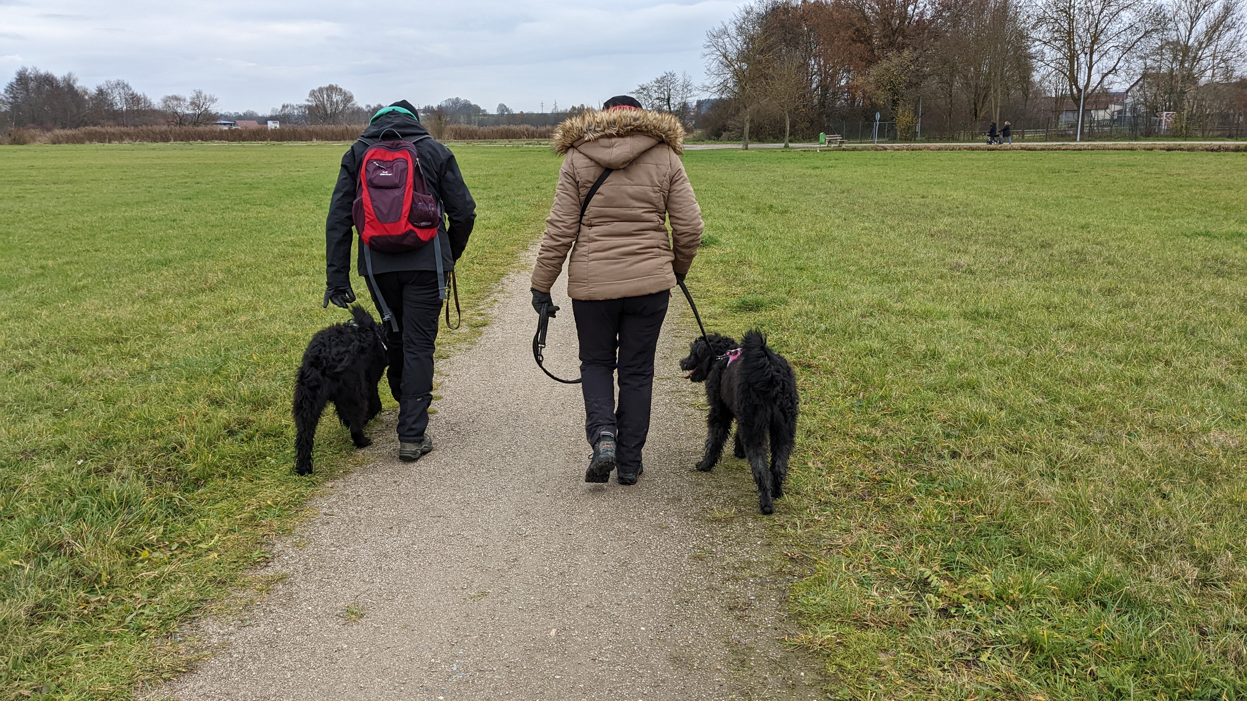 Hund in ruhiger Umgebung