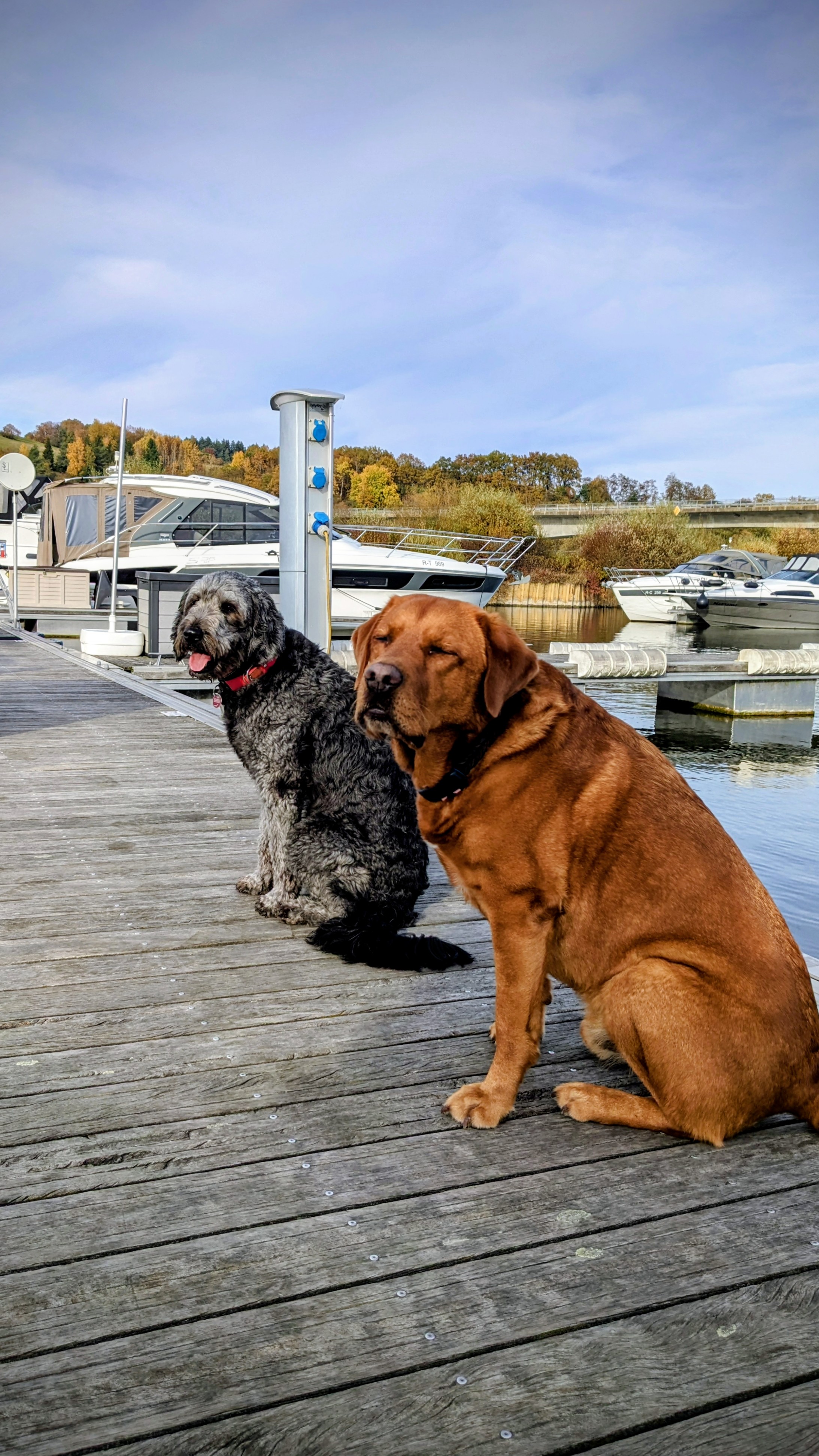 Hund genießt Aufmerksamkeit