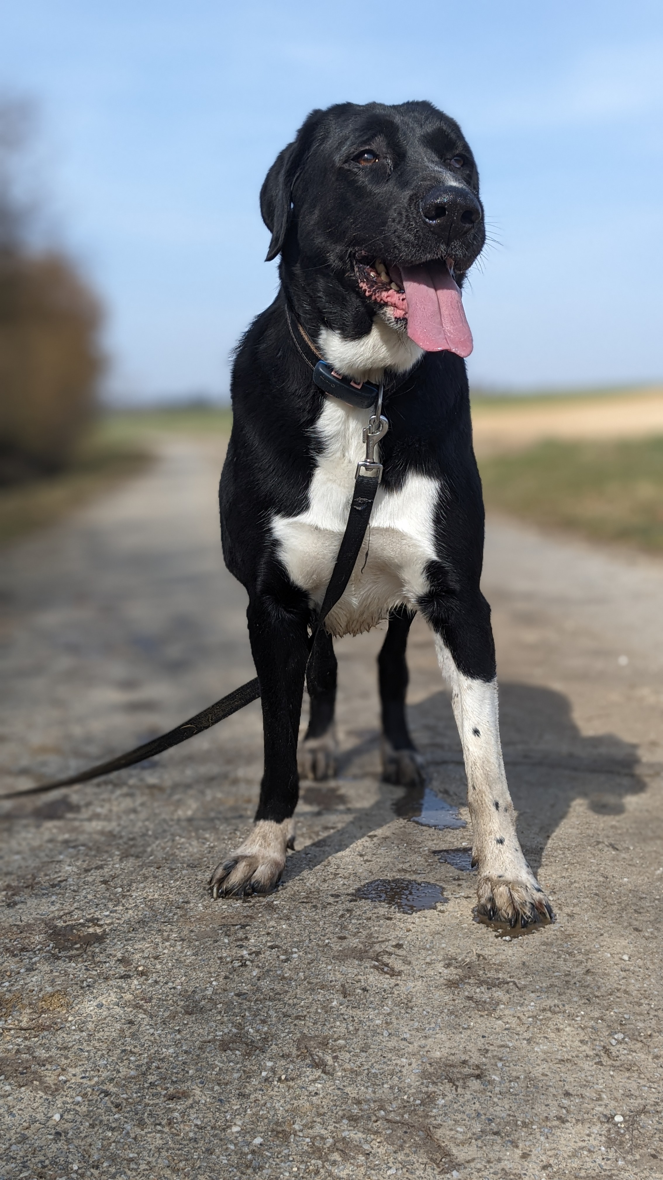 Hund beim Spaziergang draußen