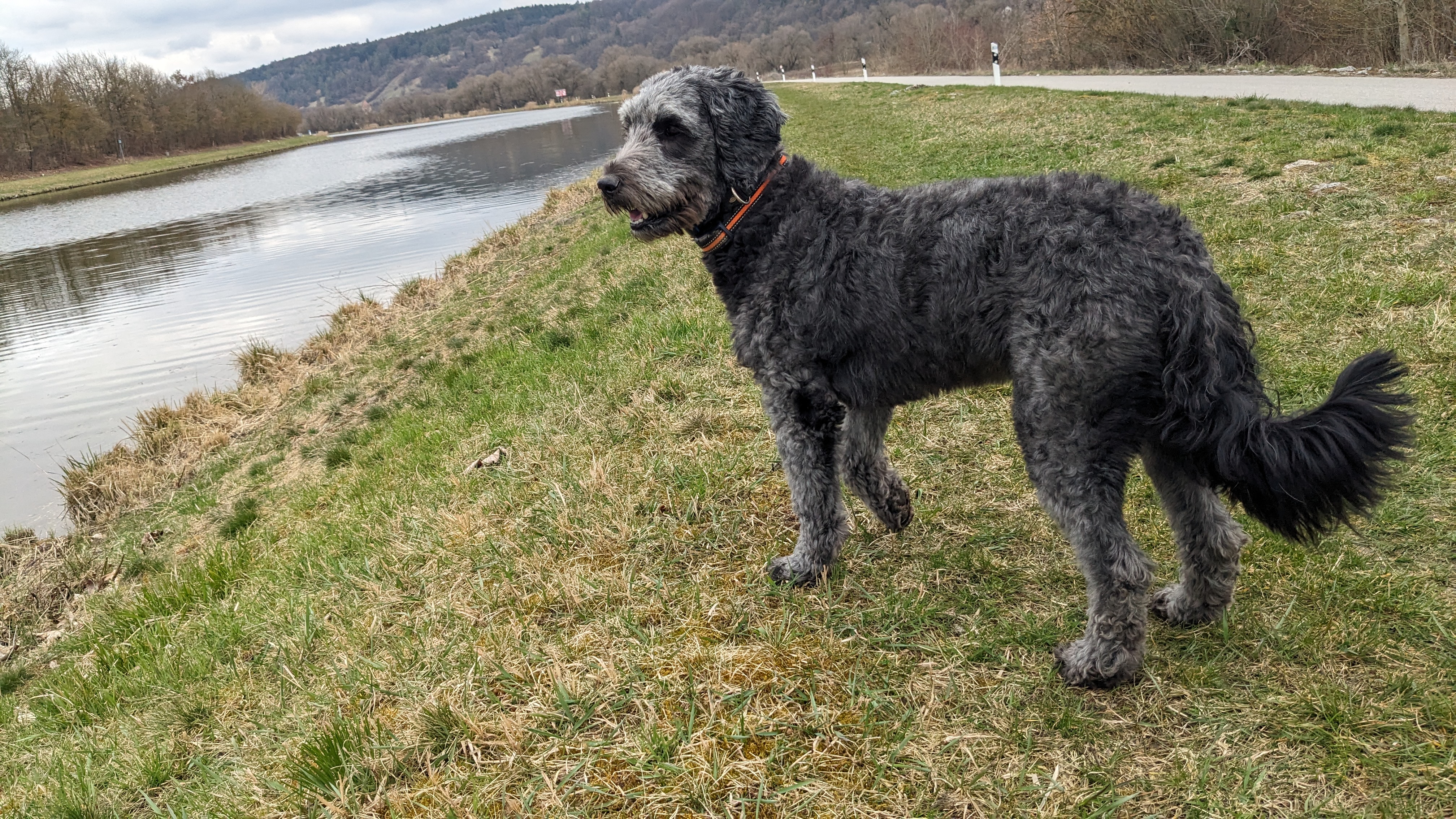 Hund entspannt und zufrieden